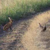 Partridges with Hare