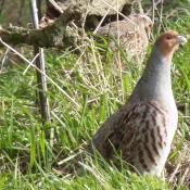 Grey Partridge re-introduction