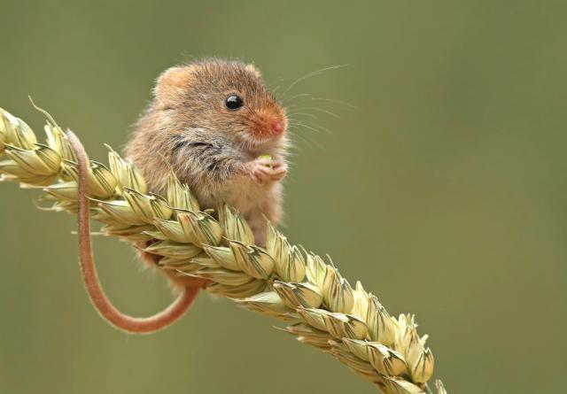 Harvest Mouse re-introduction