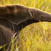 Giant Anteater, close up of snout