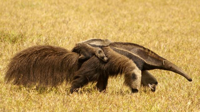 Giant Anteater with baby