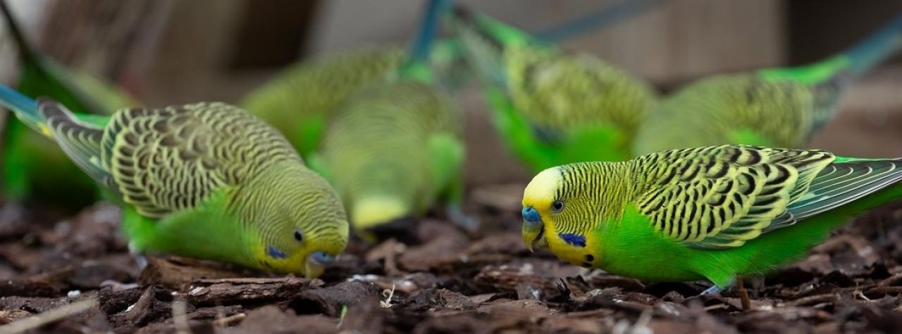 Budgies