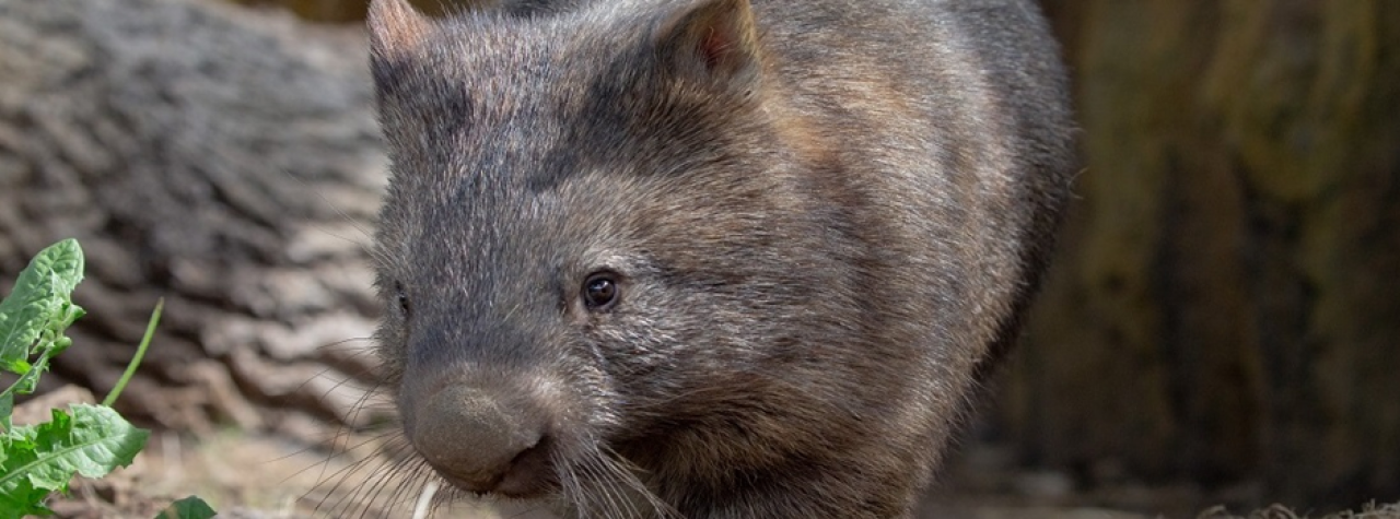 Wombat