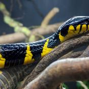 Mangrove Snake