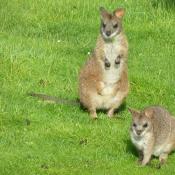 Parma wallaby