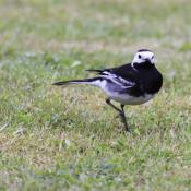 Wagtail