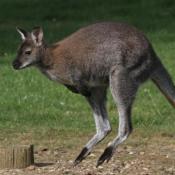 Bennett's Wallaby