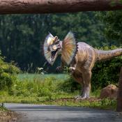 Dilophosaurus