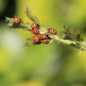 Ladybirds