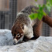 White-nosed Coati