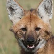 Maned Wolf 