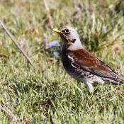 Fieldfare