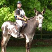 American Mammoth Donkey