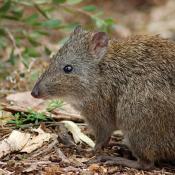 Potoroo