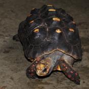 Red-footed Tortoise