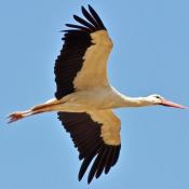 White Stork re-introduction