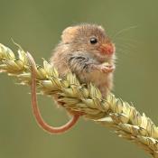 Harvest Mouse re-introduction