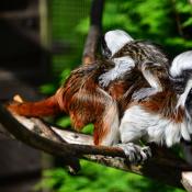 CT Tamarins