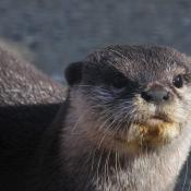 Otter