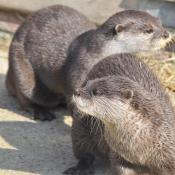 Otters