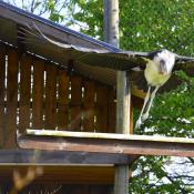 Marabou Stork