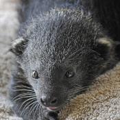 Binturong