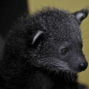 Binturong