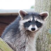 Raccoon