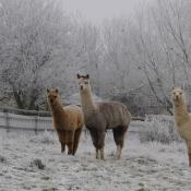 Alpacas