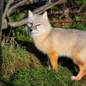 Hamerton Zoo Park - Animal Park Huntingdon, Cambridgeshire