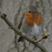 Robin