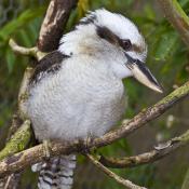 Kookaburra