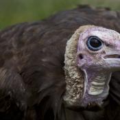 Hooded Vulture