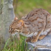 Rusty-spotted Cat