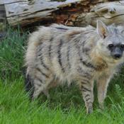 Aardwolf