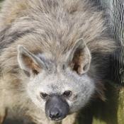 Aardwolf
