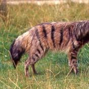 Aardwolf
