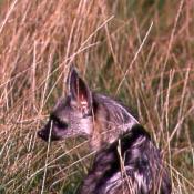 Aardwolf