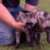 Aardwolf