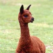 Alpaca