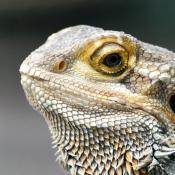 Bearded Dragon