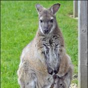 Wallaby