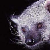 Binturong