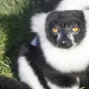 Lemur