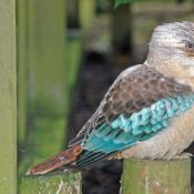 Kookaburra