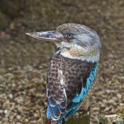 Kookaburra