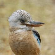 Kookaburra