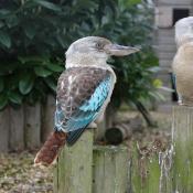 Bluewing Kookabura