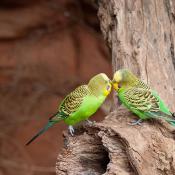 Budgerigar