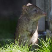 Potoroo